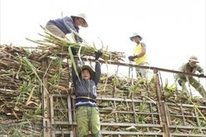 Gia Lai: Giá mía tăng lên mức cao kỷ lục, người nông dân phấn khởi