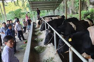Nhiều giải pháp phát triển ngành chăn nuôi Tuyên Quang