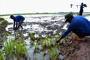 ĐBSCL: Khoảng 45.000ha đất nông nghiệp bị ảnh hưởng xâm nhập mặn