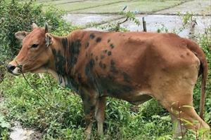 Đắk Nông triển khai các biện pháp phòng bệnh viêm da nổi cục ở trâu, bò