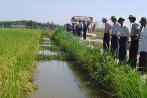 Năm 2022, Quảng Ngãi chuyển đổi gần 800ha đất lúa sang trồng cây khác