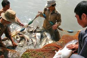 Giá cá thát lát tăng mạnh do nguồn cung khan hiếm