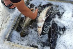 Cần có biện pháp bảo hộ cá tầm Việt Nam