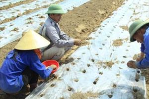 Nông nghiệp miền Trung: Tiếp tục đẩy mạnh phát triển kinh tế tại địa phương 