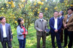  Tuyên Quang: Hỗ trợ kinh phí phát triển sản xuất nông nghiệp hữu cơ