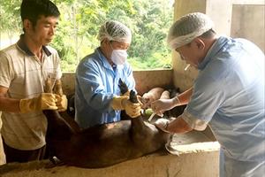 Tập trung triển khai quyết liệt, đồng bộ các giải pháp phòng, chống bệnh dịch tả lợn châu Phi