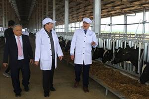 Tập đoàn TH đón đàn bò sữa nhập khẩu từ Mỹ