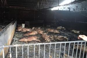 Cháy trang trại, 400 con lợn bị chết ở Hải Dương