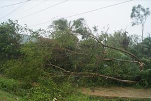 Thiệt hại do bão số 9 trên địa bàn tỉnh Quảng Ngãi là rất lớn