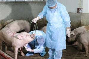 Hà Nam thực hiện quyết liệt các giải pháp khoanh vùng, khống chế dịch tả lợn châu Phi 