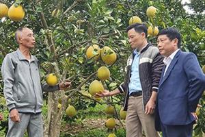 Yên Sơn: Liên kết phát triển nông nghiệp hàng hóa