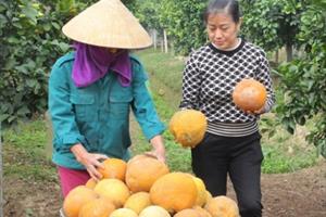 Các sản phẩm nông nghiệp miền Trung “rục rịch” bước vào vụ Tết