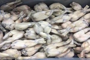 EU cảnh báo 2 sản phẩm đùi ếch đông lạnh và bưởi xuất khẩu của Việt Nam