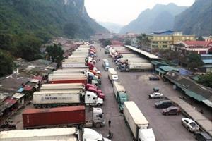 Nhiều xe chở tôm hùm phải quay đầu tại cửa khẩu Lạng Sơn và bán với giá 