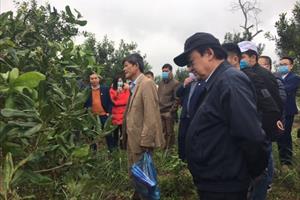 Nhiều hứa hẹn về vùng mắc ca trù phú ở Lạng Sơn