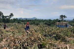 TT - Huế: Người dân lao đao vì cây cao su gãy đổ