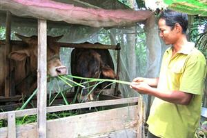 Bệnh viêm da nổi cục trên trâu, bò xuất hiện tại nhiều địa phương vùng ĐBSCL