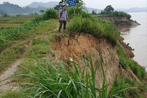 Tuyên Quang: Đê sông Lô đoạn qua thôn Hưng Thịnh nguy cơ bị vỡ