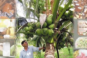 “Đánh thức” tiềm năng cây dừa để thêm sản phẩm tỷ đô