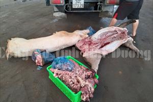 Hải Dương: Xử phạt và tiêu huỷ gần 3 tạ thịt lợn thối