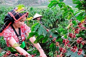 Sơn La xuất khẩu hơn 17.000 tấn cà phê trong 3 tháng qua