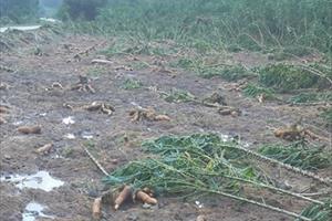 Phú Yên: Ngành Nông nghiệp thiệt hại nặng sau mưa bão