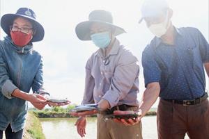Nuôi cá dìa trong ao đất ở Quảng Trị:  Ít rủi ro, cải thiện môi trường
