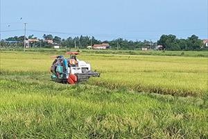 Phú Yên: Nông dân tranh thủ thu hoạch lúa vì sợ mưa bão