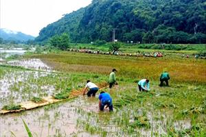 Nông dân miền Trung thu hoạch lúa, hoa màu để tránh mưa lớn