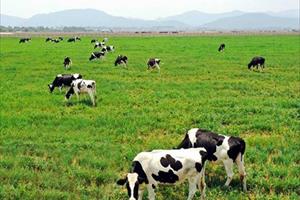 Siêu dự án bò sữa organic Lao-Jagro của Vinamilk “cho sữa” vào đầu năm 2022