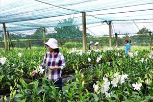 HLV và Trang trại TP. Hồ Chí Minh đẩy mạnh phát triển nông nghiệp đô thị