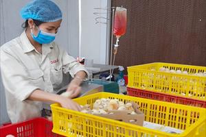 Bắc Giang: Bao vây, dập ổ dịch cúm A/H5N6 trên gà tại Yên Thế