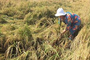 Máy gặt thiếu dầu, nông dân thiệt hại vì lúa chín rục