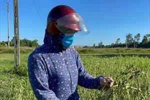 Nghệ An: Người trồng vừng, ớt mất trắng hàng trăm triệu đồng do cây bị héo chết  
