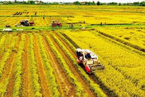 Tin NN Miền Trung: Nông nghiệp có tốc độ tăng trưởng khá