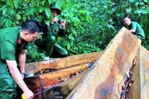 Đắk Lắk: Phát hiện gần 40m3 gỗ vô chủ trong rừng Krông Bông