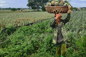 Thanh Hóa: Nắng cháy da, người nông dân vẫn thu hoạch dứa
