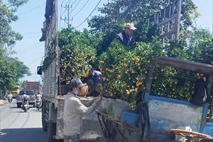 Phú Yên: Nông dân trồng hoa lỗ nặng vì thương lái bỏ tiền đặt cọc ở phút cuối