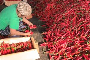 THILOGI hỗ trợ xuất khẩu ớt cho nông dân miền Trung