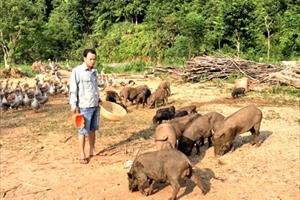Kinh nghiệm nuôi lợn rừng hiệu quả: Làm tốt công tác phòng dịch