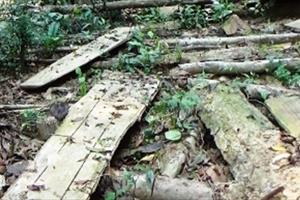 Quảng Ngãi: Chặt phá rừng trái phép, 3 cá nhân bị xử phạt 250 triệu