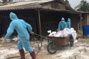 Dịch cúm gia cầm H5N6 bùng phát, Quảng Ninh khoanh vùng khống chế