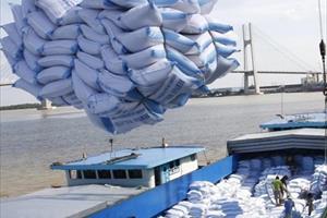 Giá gạo Ấn Độ tăng nhờ Trung Quốc thu mua