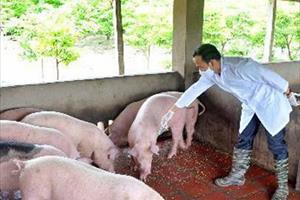 Việt Nam sản xuất thành công vaccine phòng bệnh dịch tả lợn châu Phi