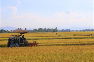 Vượt khó, nông dân Hà Tĩnh nỗ lực thu hoạch lúa hè thu