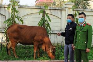 Khởi tố đối tượng thuê xe tải từ Nghệ An sang Hà Tĩnh trộm bò