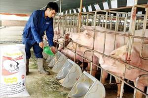 Xây dựng mô hình chăn nuôi lợn sinh sản năng suất, chất lượng cao 