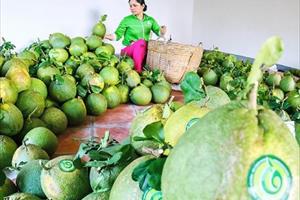 Truy xuất nguồn gốc: Giúp “nâng cấp” nông sản Việt