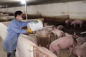 Giá lợn hơi tăng mạnh, người chăn nuôi vẫn thận trọng việc tái đàn