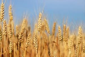 Thế giới có thể hết lúa mì trong 10 tuần nữa